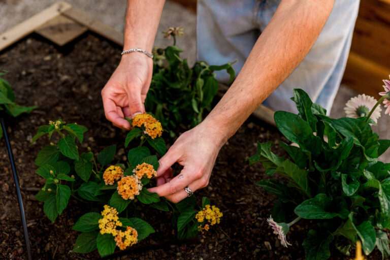 Zwei Frauenhände berühren eine Blume, die in dunkler Erde steht – Symbol für Gartenarbeit