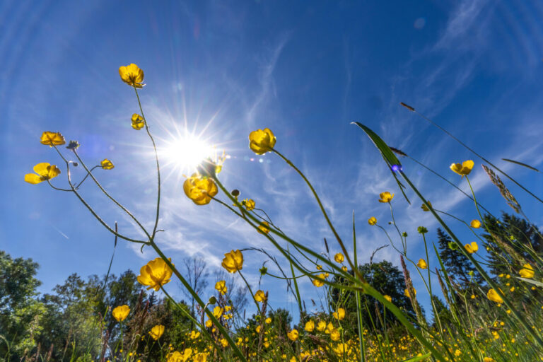 Eine grüne Wiese, auf die die Sonne scheint – Symbolbild für die PV-Energie bei der Energiewende