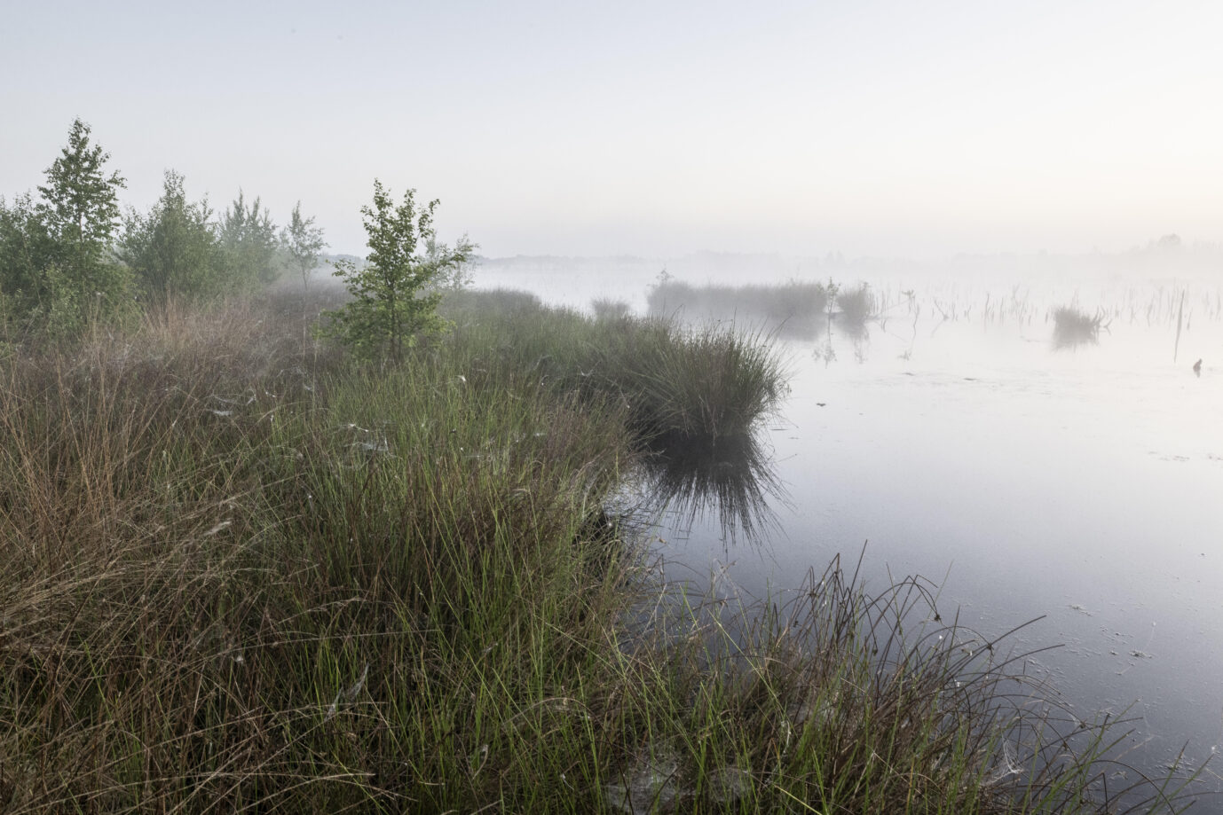 Moorlandschaft im Morgennebel, Theikenmeer, Emsland, Niedersachsen, Deutschland.