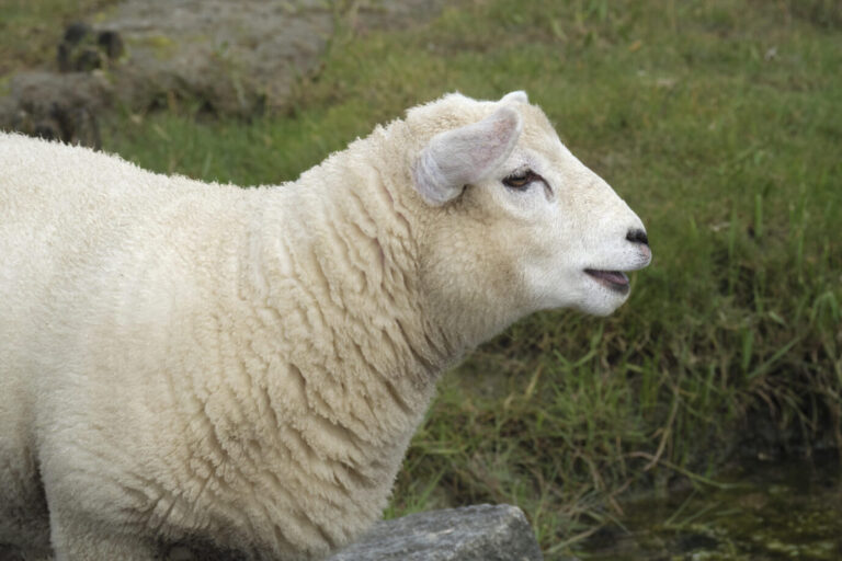 Schaf, Nationalpark Wattenmeer, Schleswig Holstein, Deutschland