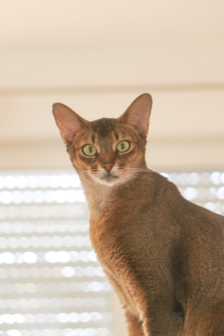Portrait einer Katze mit Blick in die Kamera, sitzt auf dem Kratzbaum, Name: Abby, Rasse: Abessiner, Fellfarbe braun, Abessinierkatzen sind Kurzhaarkatzen in verschiedenen Fellfarben. Typisches Rassemerkmal ist eine zwei-, manchmal auch dreifache Bänderung der Haare