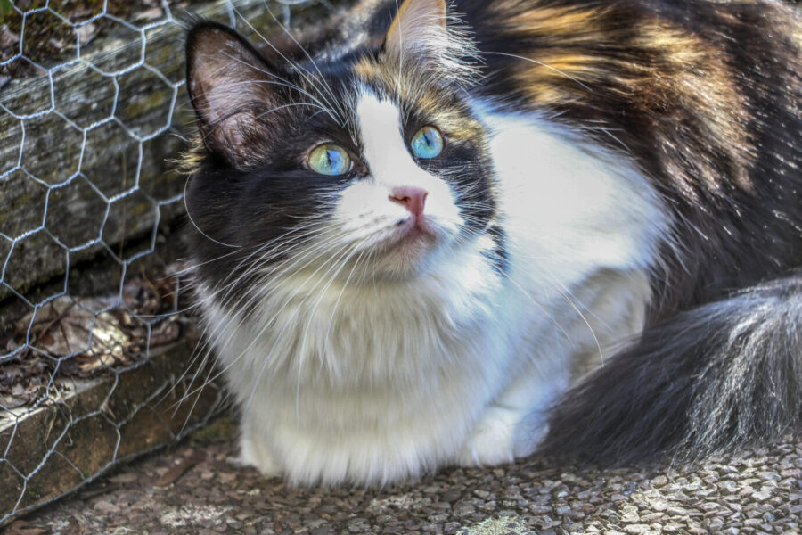 Katze liegt auf dem Boden im Outdoor Käfig und beobachtet Vögel, Portrait, Porträt, Glückskatze mit fünf Farben, Name: Rainbow, Rasse: Türkish Van, Main Coone, Mix