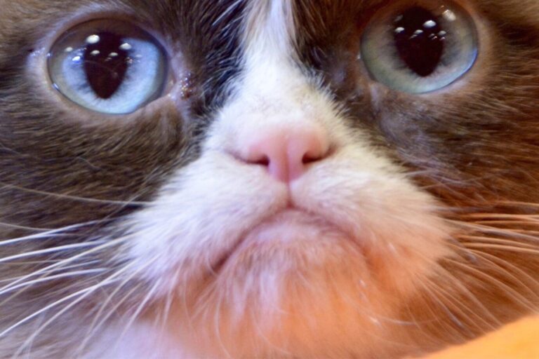 Das Bild zeigt das Gesicht einer Katze.